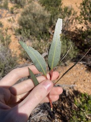 Eucalyptus dolichorhyncha, photograph (c) Thomas Mesaglio, some rights reserved (CC BY)