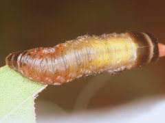 Paropsisterna intacta