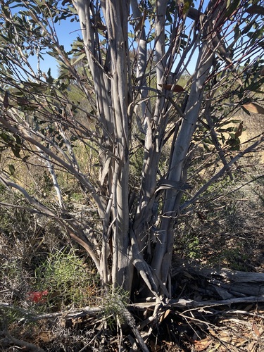 Eucalyptus dolichorhyncha