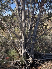Eucalyptus dolichorhyncha
