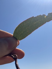 Eucalyptus dolichorhyncha, photograph (c) Thomas Mesaglio, some rights reserved (CC BY)