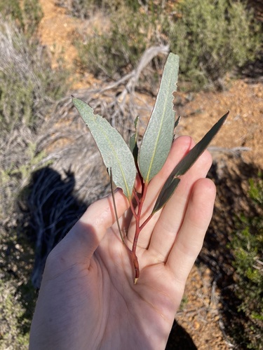 Eucalyptus dolichorhyncha, photograph 2