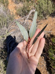 Eucalyptus dolichorhyncha, photograph (c) Thomas Mesaglio, some rights reserved (CC BY)