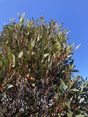 Eucalyptus dolichorhyncha, photograph (c) Thomas Mesaglio, some rights reserved (CC BY)
