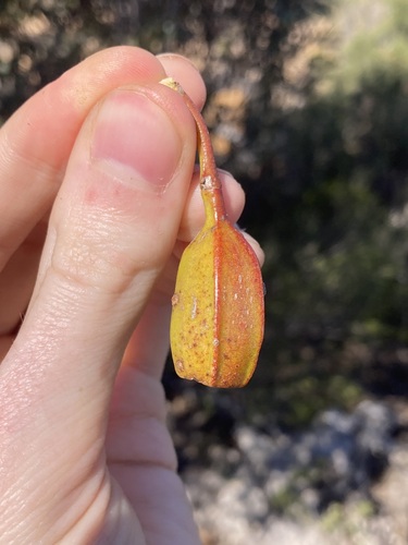 Eucalyptus dolichorhyncha, photograph 6