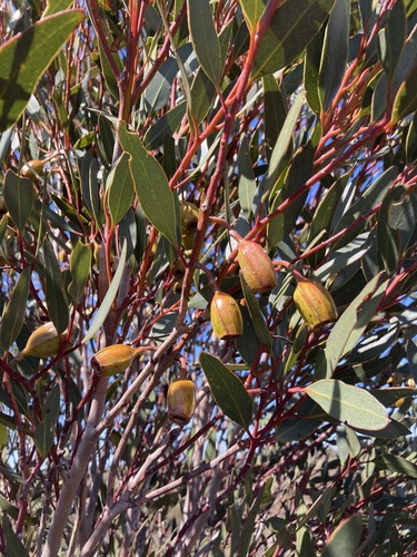 Eucalyptus dolichorhyncha, photograph 5