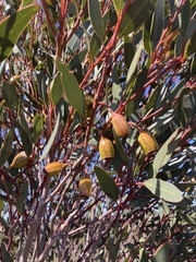 Eucalyptus dolichorhyncha, photograph (c) Thomas Mesaglio, some rights reserved (CC BY)