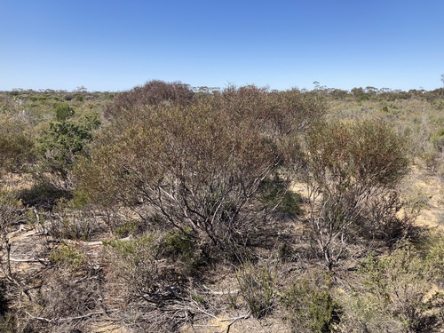 Image of Eucalyptus perangusta by (c) Thomas Mesaglio, some rights reserved (CC BY)
