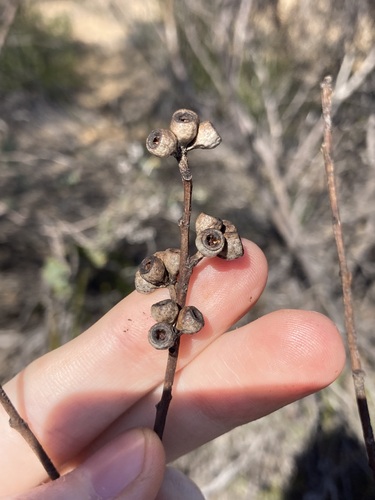 Image of Eucalyptus perangusta by (c) Thomas Mesaglio, some rights reserved (CC BY)