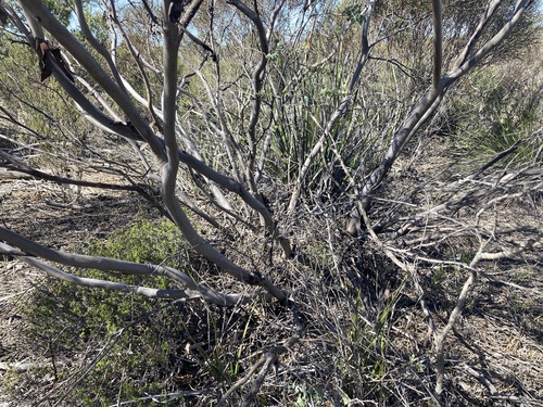 Image of Eucalyptus perangusta by (c) Thomas Mesaglio, some rights reserved (CC BY)