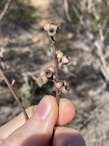 Image of Eucalyptus perangusta by (c) Thomas Mesaglio, some rights reserved (CC BY)