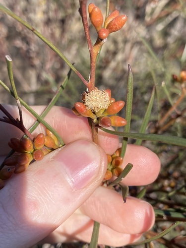 Image of Eucalyptus perangusta by (c) Thomas Mesaglio, some rights reserved (CC BY)