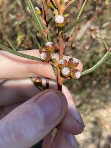 Image of Eucalyptus perangusta by (c) Thomas Mesaglio, some rights reserved (CC BY)