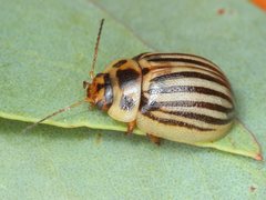 Paropsisterna lignea