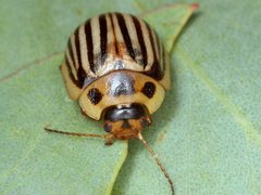 Paropsisterna lignea