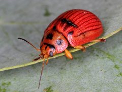 Paropsisterna lignea