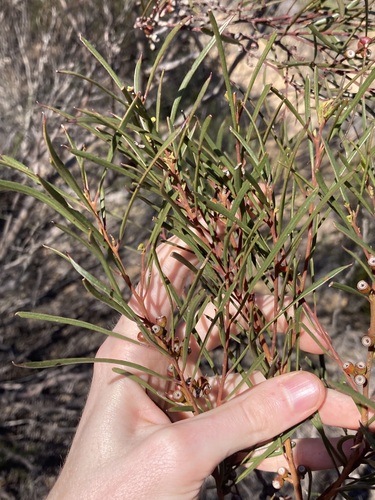 Image of Eucalyptus perangusta by (c) Thomas Mesaglio, some rights reserved (CC BY)