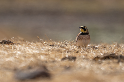 iNaturalist observation photo of Horned Lark