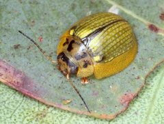 Paropsisterna agricola