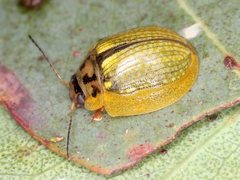 Paropsisterna agricola