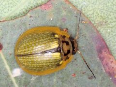 Paropsisterna agricola