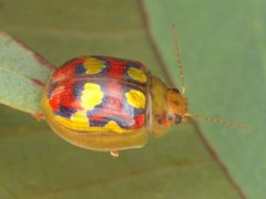 Paropsisterna gloriosa