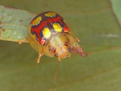 Paropsisterna gloriosa