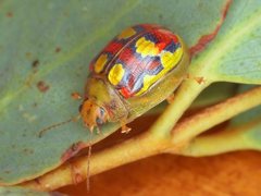 Paropsisterna gloriosa