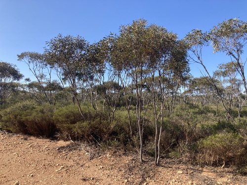 Image of Eucalyptus eremophila by (c) Thomas Mesaglio, some rights reserved (CC BY)