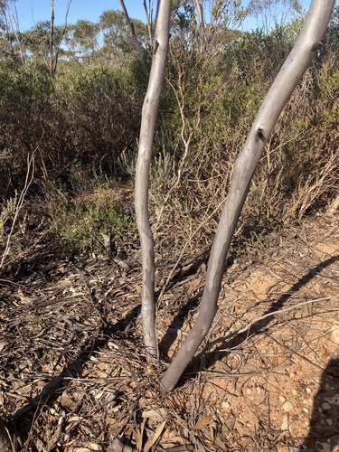 Image of Eucalyptus eremophila by (c) Thomas Mesaglio, some rights reserved (CC BY)