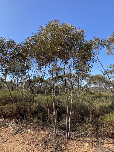 Image of Eucalyptus eremophila by (c) Thomas Mesaglio, some rights reserved (CC BY)