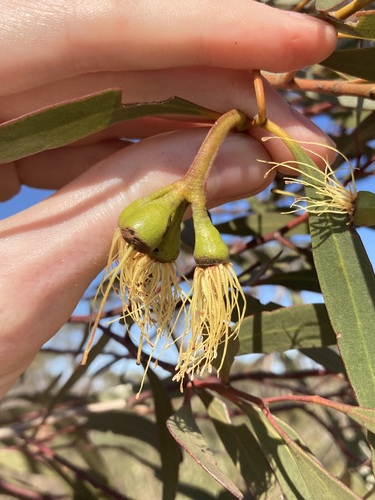 Image of Eucalyptus eremophila by (c) Thomas Mesaglio, some rights reserved (CC BY)