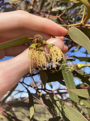Image of Eucalyptus eremophila by (c) Thomas Mesaglio, some rights reserved (CC BY)