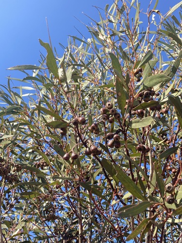 Image of Eucalyptus eremophila by (c) Thomas Mesaglio, some rights reserved (CC BY)