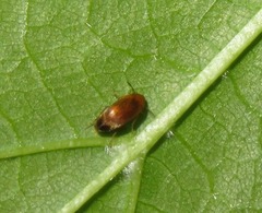 Anaspis lurida