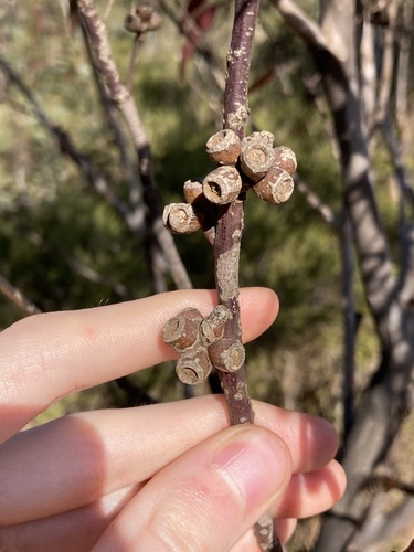 Image of Eucalyptus conglobata by (c) Thomas Mesaglio, some rights reserved (CC BY)