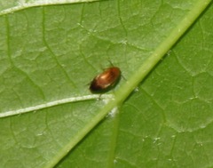Anaspis lurida