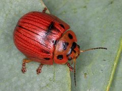 Paropsisterna lignea