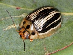 Paropsisterna insignita