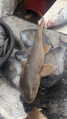 Chiloscyllium arabicum observed 2024-09-15
