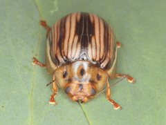 Paropsisterna insignita