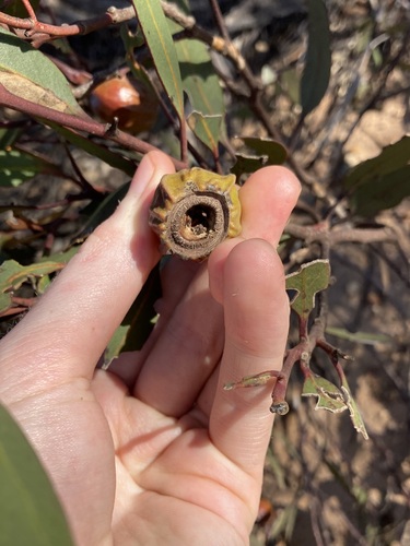Image of Flat-Budded Fuchsia Gum (Eucalyptus forrestiana) by (c) Thomas Mesaglio, some rights reserved (CC BY)