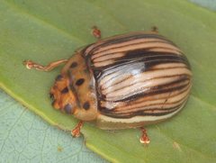 Paropsisterna insignita