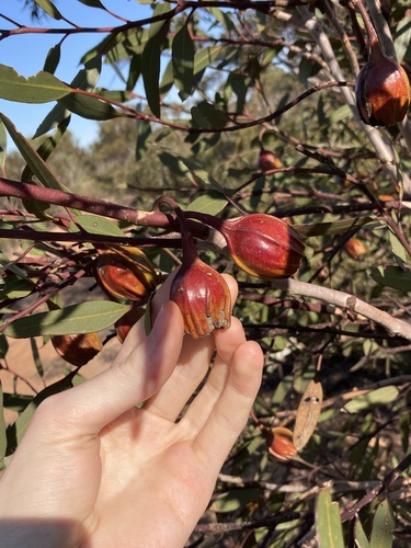 Image of Flat-Budded Fuchsia Gum (Eucalyptus forrestiana) by (c) Thomas Mesaglio, some rights reserved (CC BY)