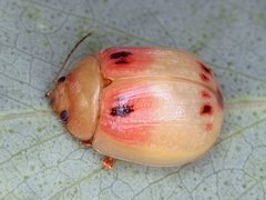 Paropsisterna atalanta