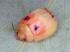 Paropsisterna atalanta