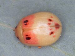 Paropsisterna atalanta