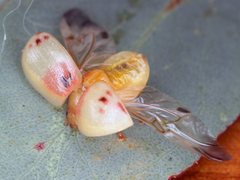 Paropsisterna atalanta