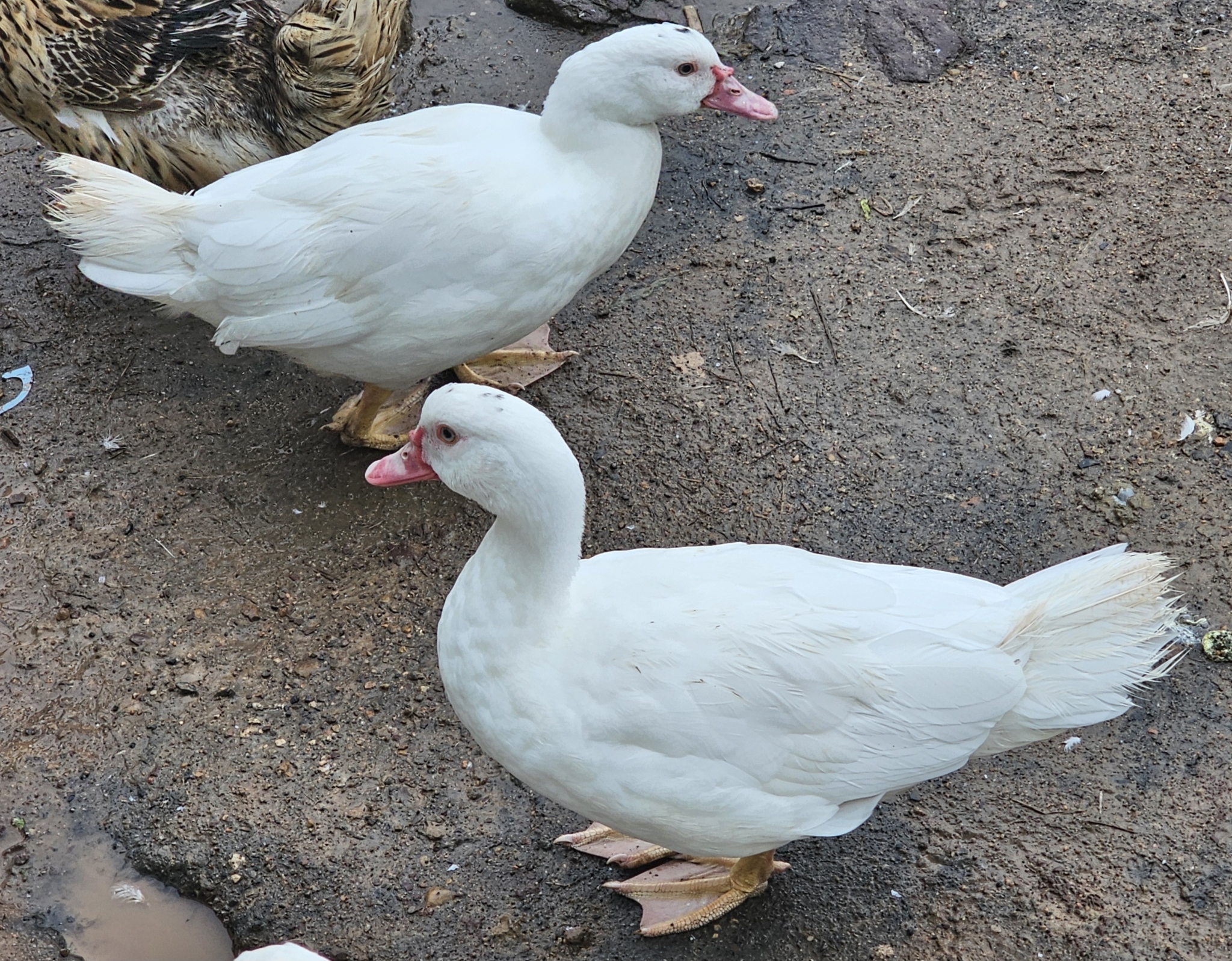 Muscovy Duck