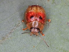 Paropsisterna atalanta